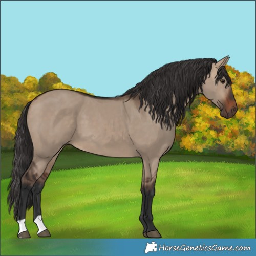 Horse Color:Brown Dun 