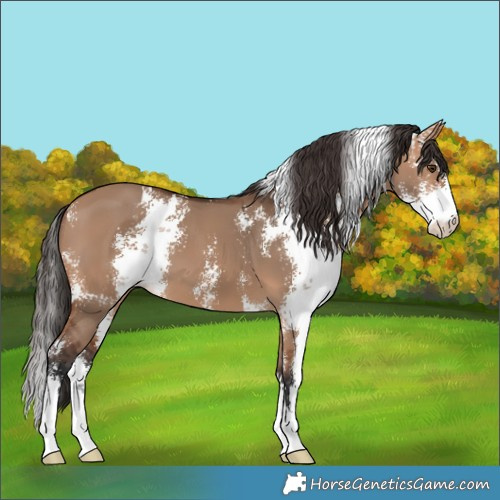 Horse Color:Bay Dun Sabino