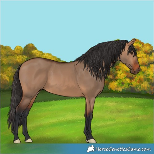 Horse Color:Bay Dun 