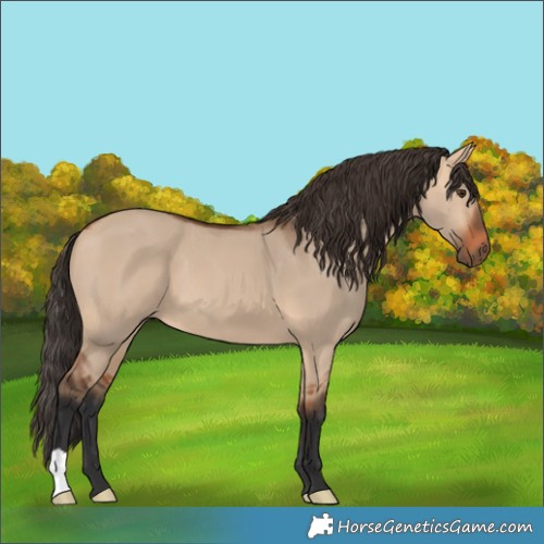 Horse Color:Bay Dun 