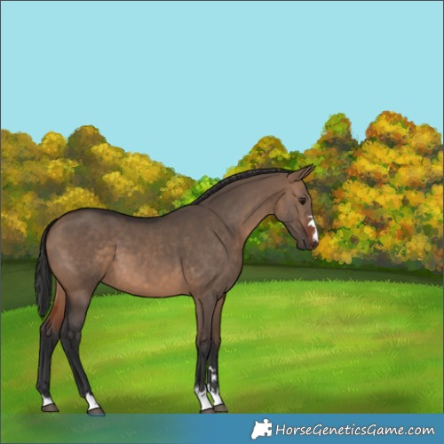 Horse Color:Brown Dun 
