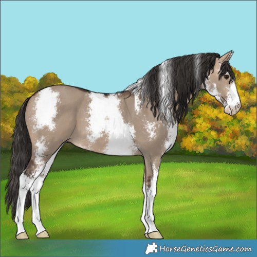 Horse Color:Bay Dun Sabino 