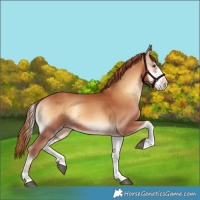 Horse Color:Red Onyx Sabino 