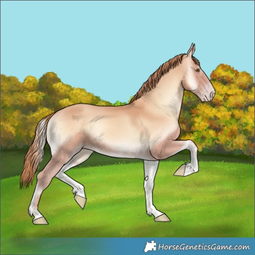 Horse Color:Gold Champagne Onyx Sabino 