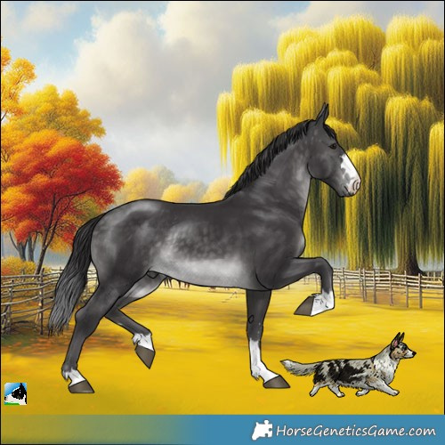 Horse Color:Platinum Buckskin Rabicano 