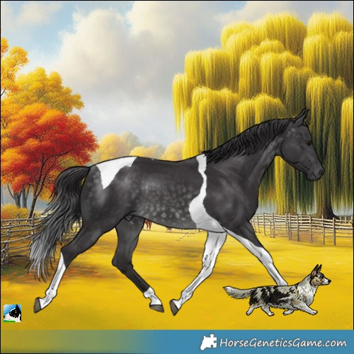 Horse Color:Platinum Buckskin Tobiano Rabicano 