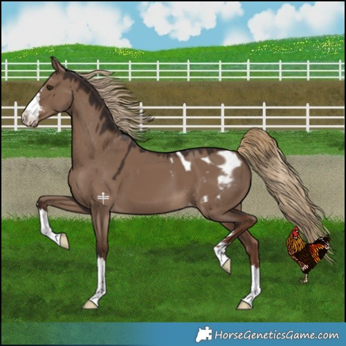 Horse Color:Liver Red Dun Blanket 