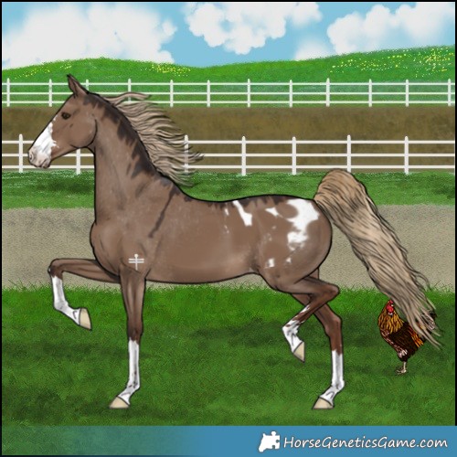 Horse Color:Liver Red Dun Appaloosa 