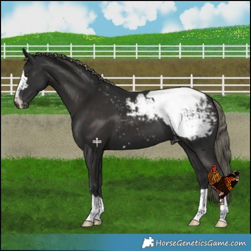 Horse Color:Liver Chestnut Mushroom Snowcap 