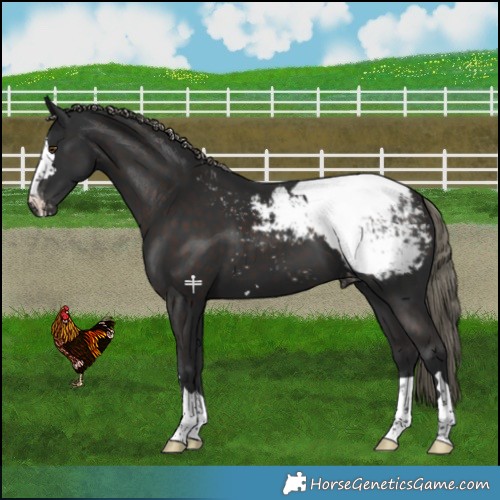 Horse Color:Liver Chestnut Mushroom Appaloosa 