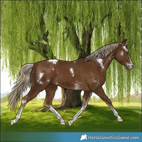 Horse Color:White Spotted Chocolate Palomino 