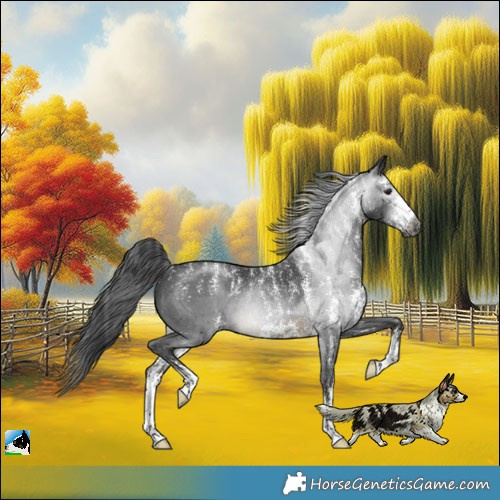 Horse Color:Powder White Gray Buckskin Sabino Rabicano
