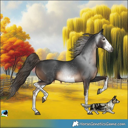 Horse Color:Gray White Spotted Liver Chestnut