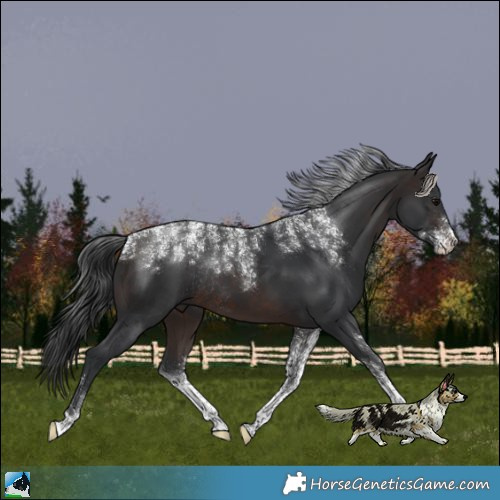 Horse Color:Powder White Brown Rabicano 