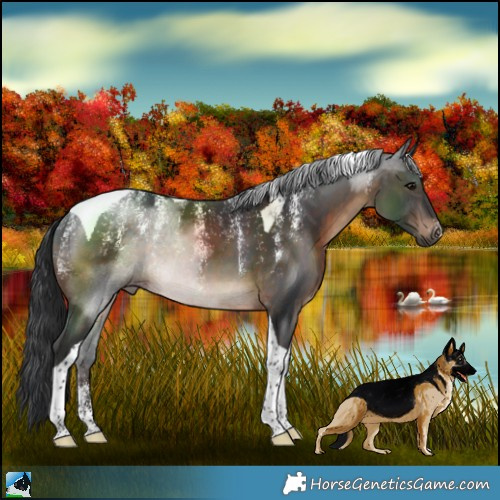 Horse Color:Powder White Brown Tobiano Rabicano 