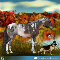 Horse Color:Powder White Brown Tobiano Rabicano 