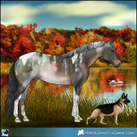 Horse Color:Powder White Brown Tobiano Rabicano