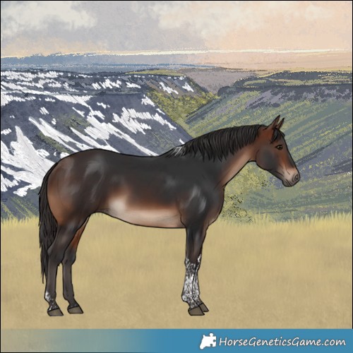 Horse Color:Brown Tobiano Rabicano 