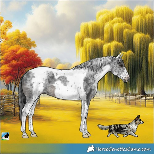 Horse Color:White Spotted Black Tobiano Frame Rabicano 