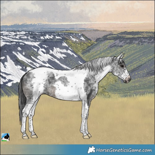 Horse Color:White Spotted Black Tobiano Frame Rabicano
