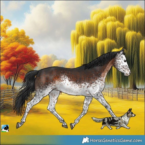 Horse Color:White Spotted Brown Rabicano