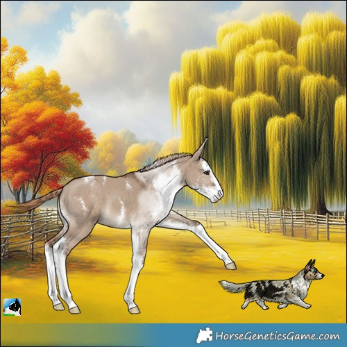 Horse Color:Liver Red Dun Sabino 