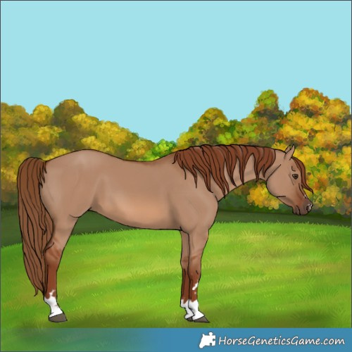 Horse Color:Red Dun 