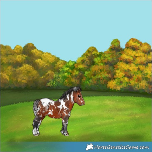 Horse Color:White Spotted Bay Appaloosa 