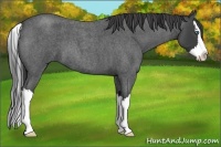Horse Color:Smoky Blue Roan Splash