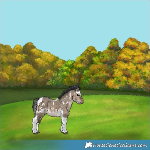 Horse Color:White Spotted Brown Dun Tobiano Rabicano