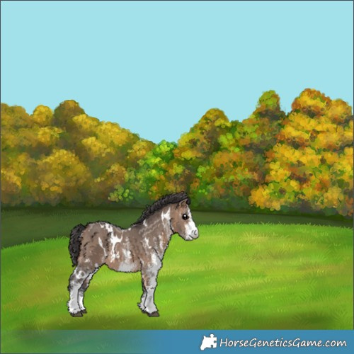 Horse Color:White Spotted Bay Dun Rabicano 