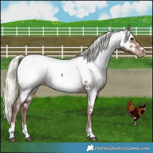 Horse Color:Liver Red Dun Mushroom Near Fewspot 