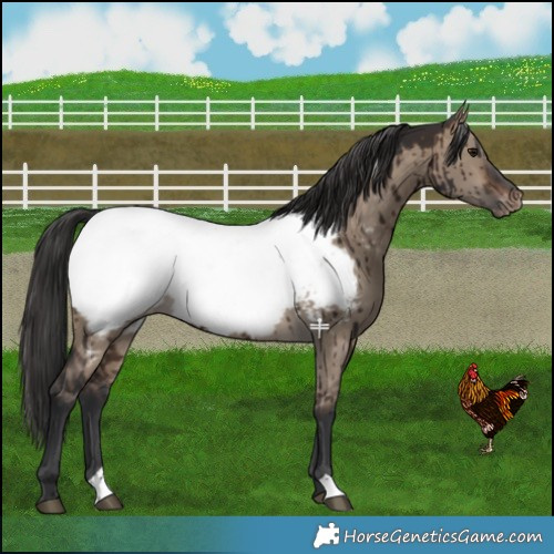 Horse Color:Brown Dun Near Fewspot Brindle 