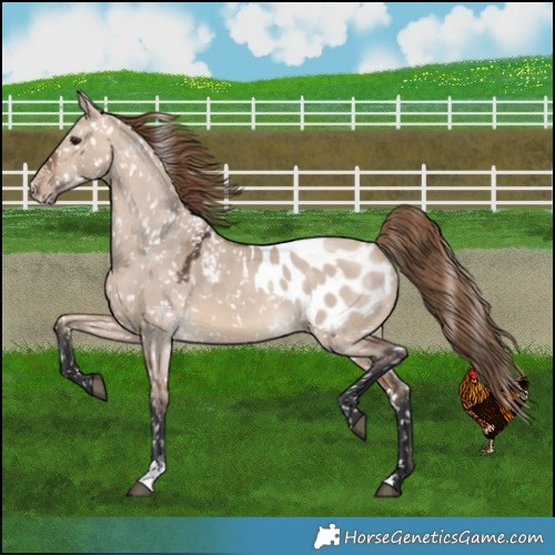 Horse Color:Bay Dun Mushroom Appaloosa Rabicano 