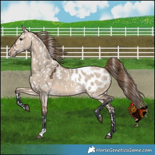 Horse Color:Bay Dun Mushroom Blanket Rabicano 
