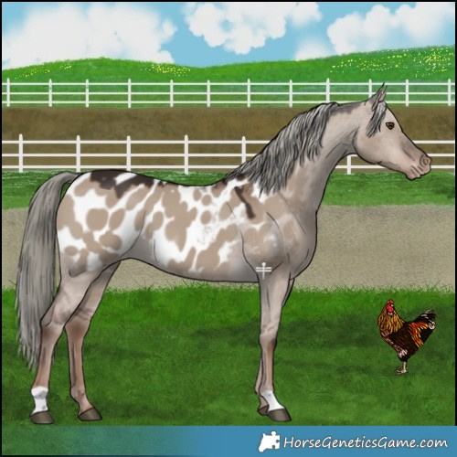 Horse Color:Liver Red Dun Mushroom Blanket 