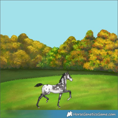 Horse Color:Platinum White Spotted Brown Dun Appaloosa 