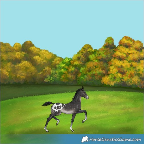 Horse Color:Gray Platinum Bay Sabino Appaloosa Rabicano 