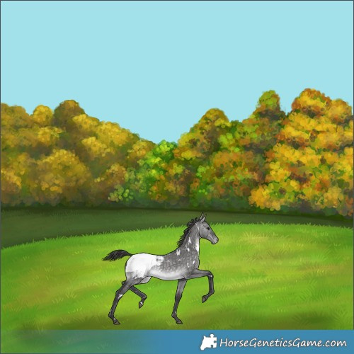 Horse Color:Platinum White Spotted Buckskin Dun Appaloosa Rabicano 