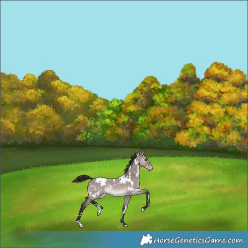 Horse Color:Gray Platinum White Spotted Bay Dun Appaloosa Rabicano 