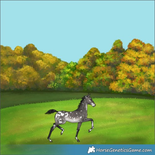 Horse Color:Gray Platinum White Spotted Bay Dun Appaloosa 