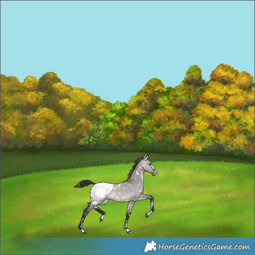Horse Color:Platinum White Spotted Bay Dun Appaloosa 
