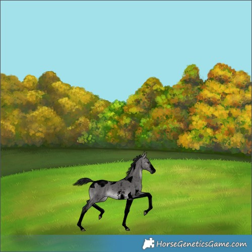 Horse Color:Gray Void Platinum Brown Dun Sabino Tobiano Appaloosa 