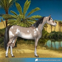 Horse Color:White Spotted Liver Red Dun 