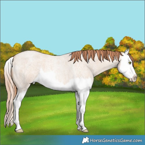 Horse Color:Gold Champagne Roan Dun Splash 