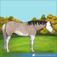 Horse Color:Bay Roan Dun Splash