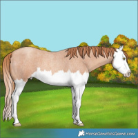 Horse Color:Gold Champagne Roan Splash