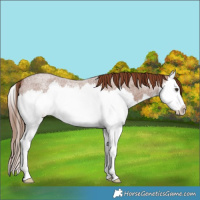 Horse Color:Red Roan Splash 