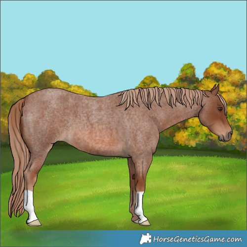 Horse Color:Red Roan 