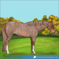Horse Color:Red Roan